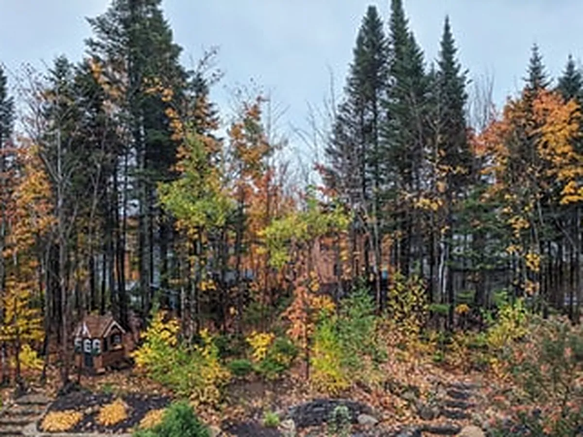 Forêt québécoise en automne, avec des conifères et des feuillus aux couleurs jaune et orangée.